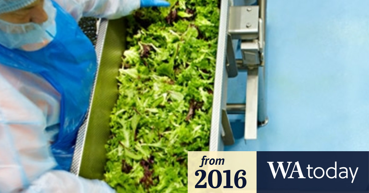 Salmonella Health Department says two WA cases not linked to lettuce